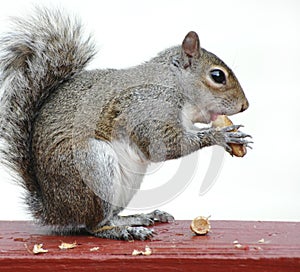Squirrel and Peanut