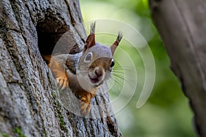 Squirrel peeks from tree hole, curious woodland creature photo