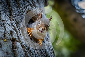 Squirrel peeks from tree hole, curious woodland creature photo