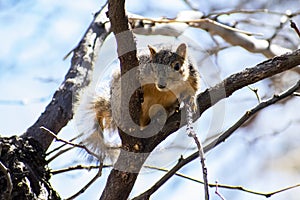 Squirrel Perched in Fork of Tree Branch