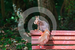 Squirrel perched on park bench