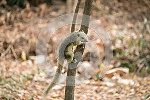 The squirrel perched on a tree branch on soft focus