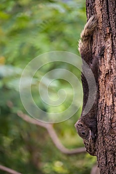 The squirrel perched on a tree branch on soft focus