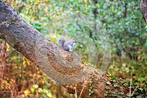 Squirrel perched on a tree trunk