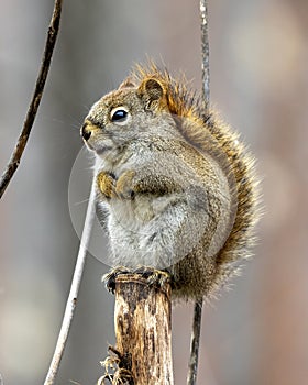Squirrel Photo and Image.  Close-up profile view in the forest standing on a branch tree with a blur background displaying its