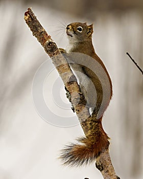 Squirrel Photo and Image. Close-up view climbing a twig with a white blur background in its environment and habitat surrounding