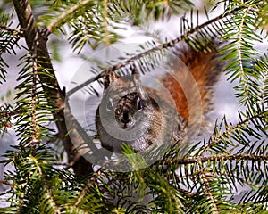 Squirrel Photo and Image. Sitting and hiding in a coniferous tree and looking at camera in its environment and habitat