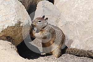 Squirrel photo
