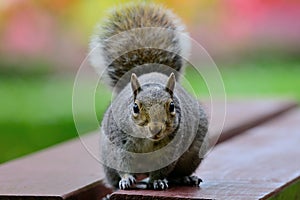 Squirrel at a picnic