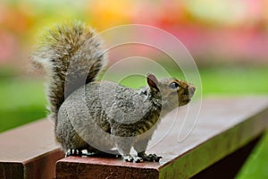 Squirrel at a picnic