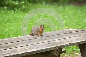 Squirrel on Picnic Table