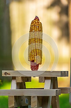 Squirrel Picnic Table Feeder