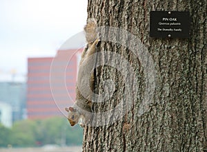 Squirrel on a Pin Oak Tree