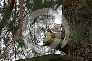 Squirrel on a pine branch