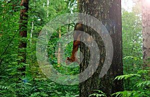 Squirrel on a pine tree