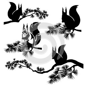 Squirrel on pine tree branch black vector silhouette set