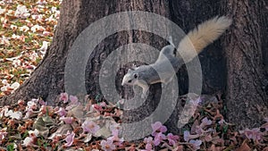 squirrel with pink Tabebuia Rosea flower
