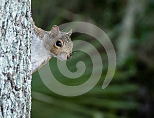 Squirrel Pokes its Head Out