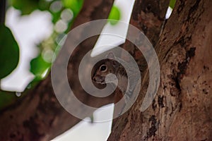 Squirrel pokes its head out of the tree branches