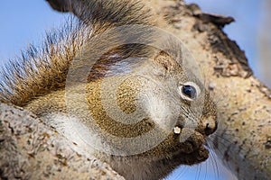 Squirrel portrait close up on the tree