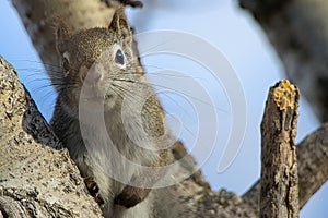 Squirrel portrait close up on the tree