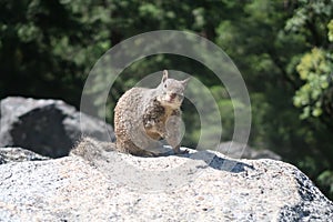 Squirrel Portrait Full