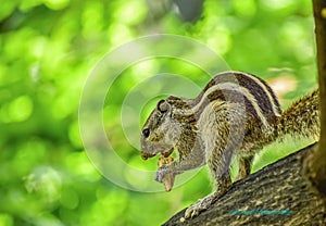 Squirrel portrait in the Morning Sun photo