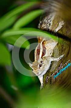 Squirrel portrait in the Morning Sun photo