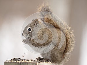 Squirrel portrait from side