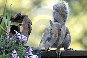 A Squirrel poses on the backyard deck