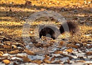 Squirrel Posing In A Park