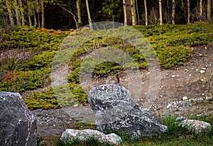 Squirrel Posing On A Rock