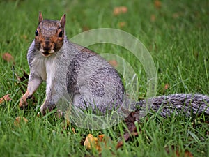 Squirrel posing