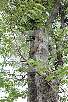 The squirrel posing on a tree and sitting on a tree in the park