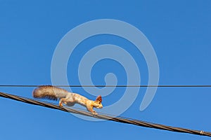 Squirrel on power lines
