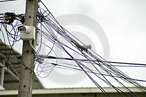 Squirrel on power lines at Wat Saen Muang Ma Luang, Chiang Mai, Thailand