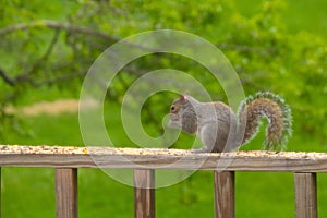 Squirrel praying for more food