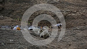 Squirrel Praying for Mother 8