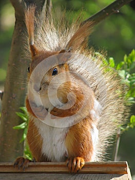 Squirrel with pressed paws 1