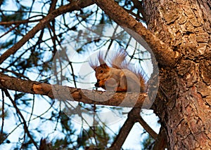 Squirrel is pretty rodent. photo