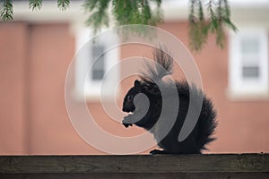 Squirrel profile in Canada