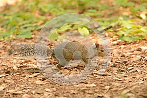 Squirrel on the Prowl 2