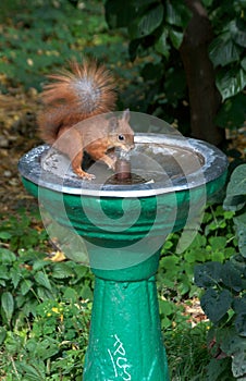 Squirrel quenches thirst at the fountain