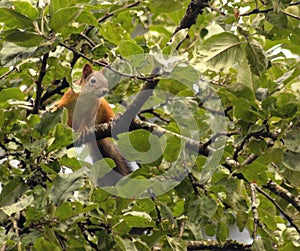 A squirrel ran from the forest to the garden and climbed onto a branch of an apple tree