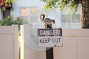 Squirrel Reading Danger, Keep Out Sign