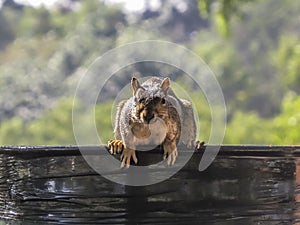 Squirrel ready to jump