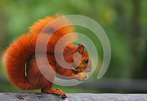 Squirrel Red Animal Rodents WildLife eating
