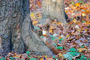 Squirrel red