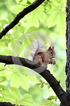 Squirrel red on a chestnut tree in tree background