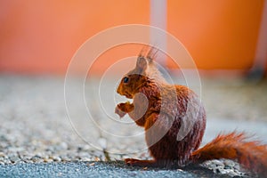 Squirrel with Red Fur Eats a Peanut